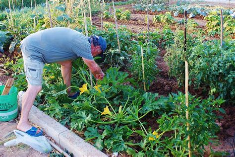 Arriva la primavera boom di hobby farmers triplicati gli orti in città