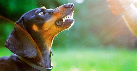 types  dogs  breeds    types  dogs   animals