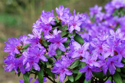 Rhododendron Ramapo