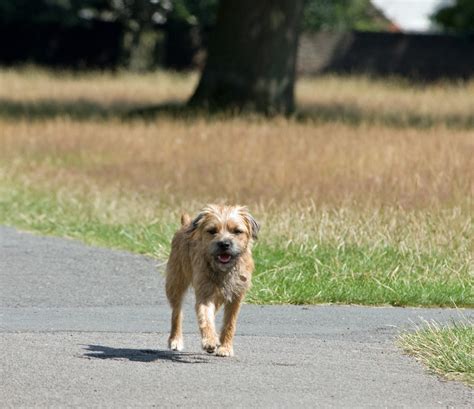 Dog, Border Terrier Free Stock Photo - Public Domain Pictures
