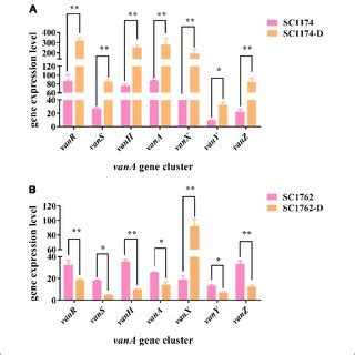 Relative Expression Levels Of The Vana Gene Cluster In Four E