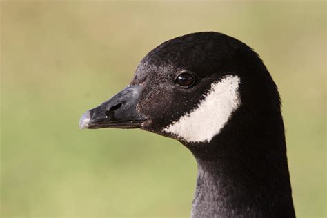 Bird Friends of San Diego - CacklingGoose