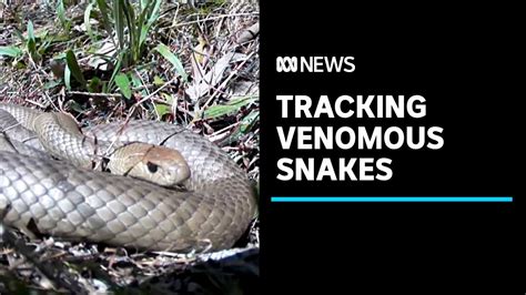 Tracking One Of Australia S Most Venomous Snakes ABC News YouTube