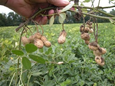 Do Peanuts Grow on Trees? A Look at How These Legumes Grow