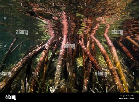 Prop Roots Of Red Mangrove Rhizophora Mangle And Turtle Grass