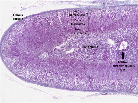 96 Adrenal Glands Human Biology