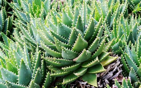 Aloe Brevifolia ¡cuidados Y Curiosidades Club Suculentas