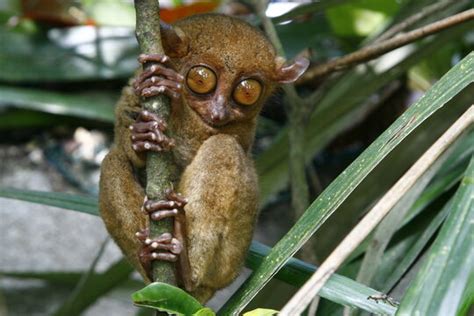 "Philippine Tarsier" Images – Browse 577 Stock Photos, Vectors, and ...