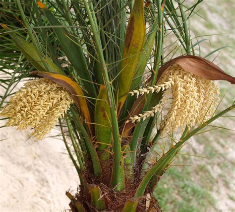 Pygmy Date Palm Tree Care
