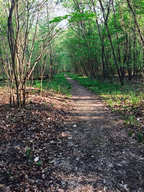 Deer Path Country Roads Nature Paths