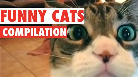 Funny Cats Video Compilation 2016 - YouTube