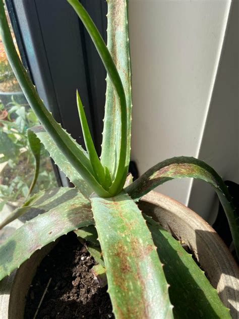 Why Are My Aloe Vera Plant Leaves Bending 3 Best Solutions Artofit