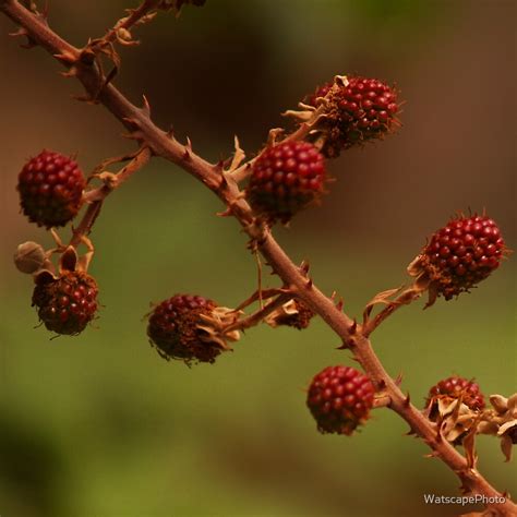 "Rubus Species" by WatscapePhoto | Redbubble