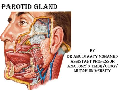 L3 Parotid Gland Pdf