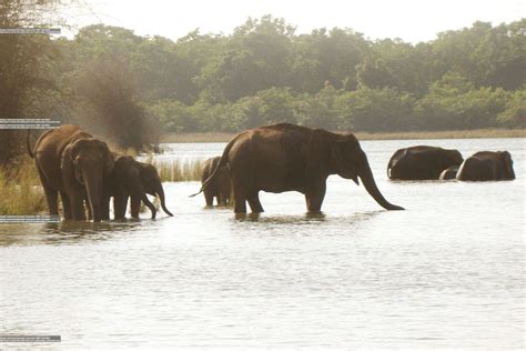 Dandeli Anshi Tiger Reservedatr Elephant Census Brings Cheers In