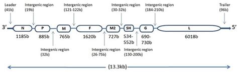 Development of Human Metapneumovirus Vaccine - Creative Diagnostics