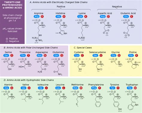 Amino Acids Properties Functions Roles And Applications Bioteck Ink