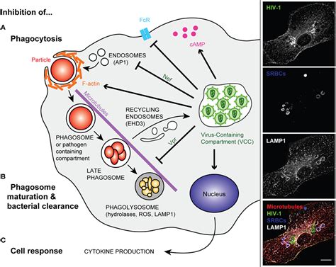 Frontiers Defective Phagocytic Properties Of HIV Infected Macrophages