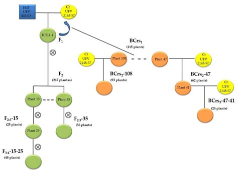 Agronomy Free Full Text Marker Assisted Pyramiding Of Multiple