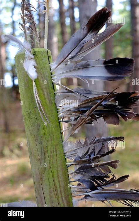 Vogelfedern In Der Natur Fotos Und Bildmaterial In Hoher Aufl Sung