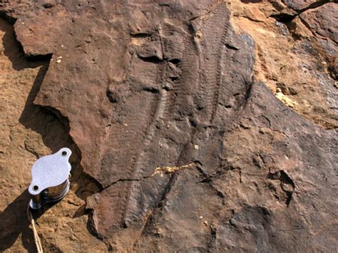 Namibia: Precambrian fossils | Highly Allochthonous