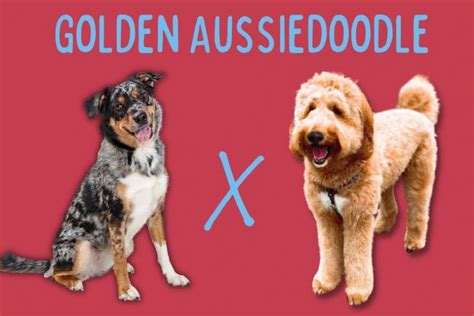 Australian Shepherd Goldendoodle Mix [Breed Guide]