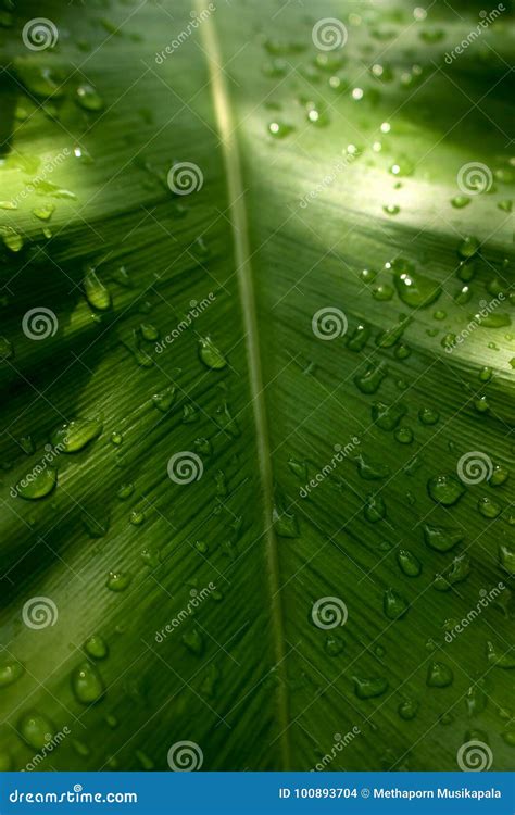 Tropical Green Leaf for Background Stock Photo - Image of giant, flora ...