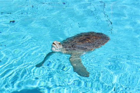 Tourism: Clearwater Marine Aquarium