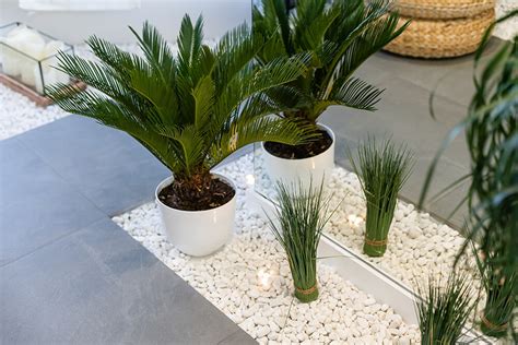 Indoor Palm Tree Care – How to Plant, Grow and Help Them Thrive