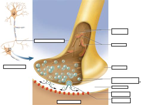 Chapter 12 Structure Of A Chemical Synapse Diagram Quizlet