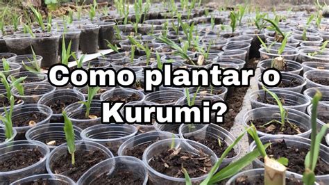 Como Plantar O Capim Brs Kurumi Passo A Passo Youtube