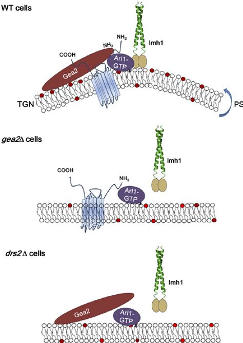 Gea2p Arl1p And Drs2p Form A Protein Complex That Affects The Download Scientific Diagram