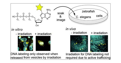 Active Uptake And Trafficking Of Nucleoside Triphosphates In Vivo Acs