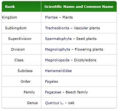 What Are The Scientific Names Of Trees Tree Secrets