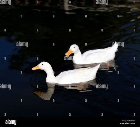 Ducks In Swimming Pool 1