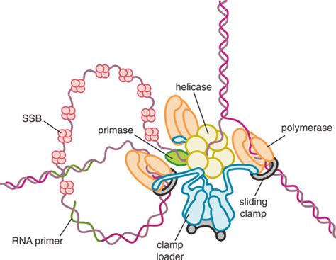 Architecture Of The Bacterial Replication Fork The Helicase Is A Download Scientific Diagram