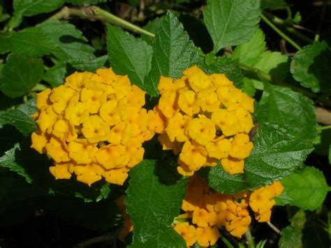 Lantana camara (Yellow Lantana) - Richard Lyons Nursery, Inc.