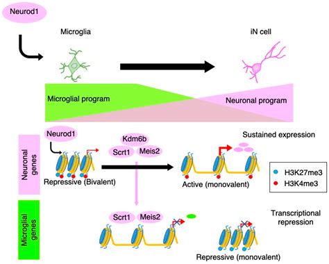 Cells Free Full Text Regulation Of Adult Mammalian Neural Stem