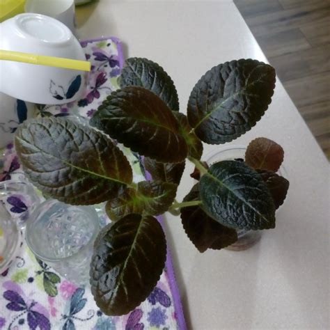 Эписция – купить в Москве, цена 100 руб., дата размещения: 13.05.2021 ...