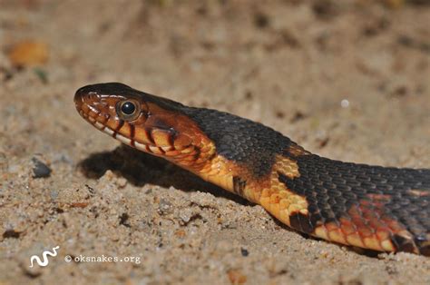 Baby Banded Water Snake