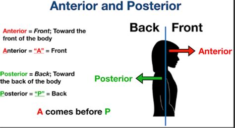 A P Lab Anatomical Directional Terms Flashcards Quizlet