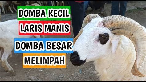 Harga Domba Garut Domba Qurban Dan Harga Kambing Qurban Di Pasar Domba