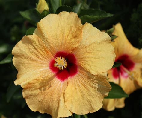 How To Fertilize Hibiscus Expert Tips For More Blooms Homes And Gardens