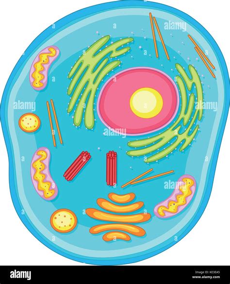 Animal Cell Diagram Immagini E Fotos Stock Alamy