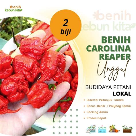 Jual Benih Biji Seed Cabai Cabe Super Pedas Carolina Reaper Carolina