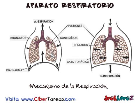 Mecanismo De La Respiraci N Aparato Respiratorio Cibertareas