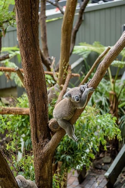 Lazy koala durmiendo en una rama de un árbol Foto Premium