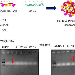 In Vivo Images Of ICG Fluorescence ICG Conjugated Complexes Were