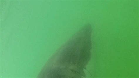 Photos Of Great White Shark Spotted Off Cape