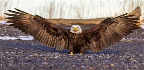 A bald eagle's wingspan often exceeds 7 feet. Stock Photo | Adobe Stock